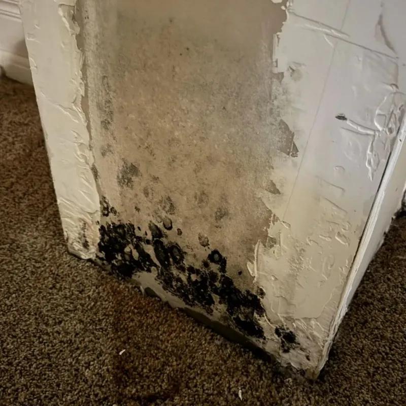 Professional Mold Removal in Pike County, IN